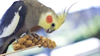 غذای پرندگان